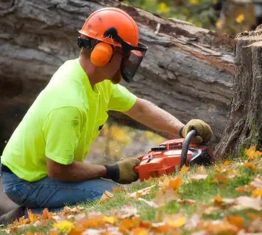 tree services Massachusetts